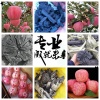 澄城县红连果蔬合作社的一亩田店铺