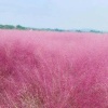 山东省青州市瑛芳花卉园艺场的一亩田店铺