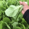 刘哥蔬菜基地代收代发的一亩田店铺