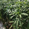 星火现代农业的一亩田店铺