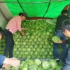 利红精品果蔬购销基地的一亩田店铺