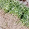 好运薯业的一亩田店铺