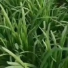 孙长燕的一亩田店铺