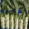 山东四季农蔬菜有限公司的一亩田店铺