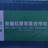 安鑫薯业红薯苗培育的一亩田店铺