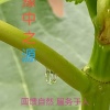 尉氏县岗李豫中之源家庭农场的一亩田店铺