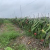 海南鑫玉农业开发有限公司的一亩田店铺
