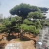 桃李园林景观有限公司的一亩田店铺