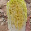 倪家蔬菜的一亩田店铺