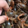 张斌的一亩田店铺