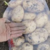 当阳市世耀果蔬专业合作社的一亩田店铺