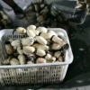 品盛莲藕合作社的一亩田店铺