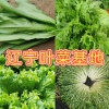 辽宁叶菜基地的一亩田店铺