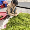 永顺县润雅莓茶种植专业合作社的一亩田店铺