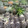 小舒凤梨种植基地的一亩田店铺