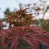 合盈花木场的一亩田店铺