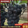 康伦的一亩田店铺