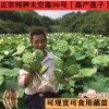 温志明的一亩田店铺