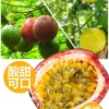 杰哥百香果批发的一亩田店铺