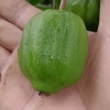 犍为何国荣农场的一亩田店铺