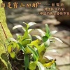 霍山大檬石斛批发的一亩田店铺