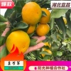 橙橙果蔬的一亩田店铺