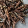 药材种植专业合作社的一亩田店铺