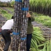 温岭老李甘蔗种植代办的一亩田店铺
