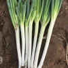 王凤丽的一亩田店铺