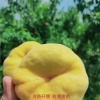 通许县蟠桃种植园的一亩田店铺