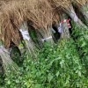 苏氏万亩紫穗槐刺槐基地的一亩田店铺