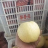 方城县梨香苑黄金梨种植场的一亩田店铺