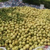 李向阳的一亩田店铺
