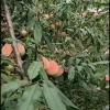 后八尺果蔬批发的一亩田店铺