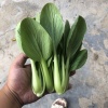 通盛蔬菜配送的一亩田店铺