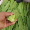 利农蔬菜代购代销公司的一亩田店铺