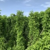 耀强中药材铺的一亩田店铺