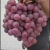唐陵红提合作社的一亩田店铺