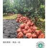 山东省兰陵县秋月梨农民合作社的一亩田店铺