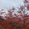 绿源林木种苗基地的一亩田店铺
