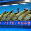 张宝的一亩田店铺