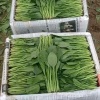 山东省惠民县瓜果疏菜有限公司的一亩田店铺