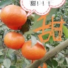 李天勇的一亩田店铺