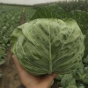 璟枫蔬菜合作社的一亩田店铺
