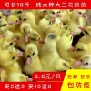 翔瀚鹅业的一亩田店铺