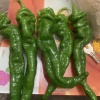 洋洋果蔬的一亩田店铺