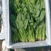 明哥菠菜团队的一亩田店铺