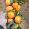 沈昱兴的一亩田店铺