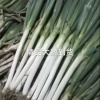 相强诚信精品果蔬的一亩田店铺