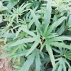 绿色蒲园果苗场的一亩田店铺